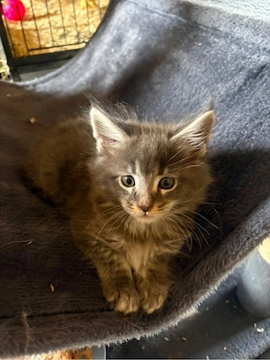 Mainecoon Katzen 