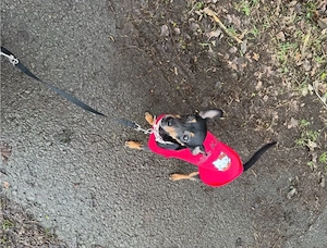 Pieper Rehpinscher Prager Rattler Mischling