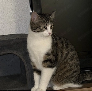 baby katze sie heist bianca 