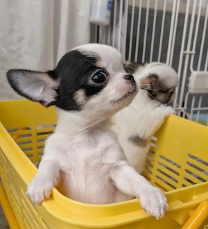 Chihuahua-welpen 