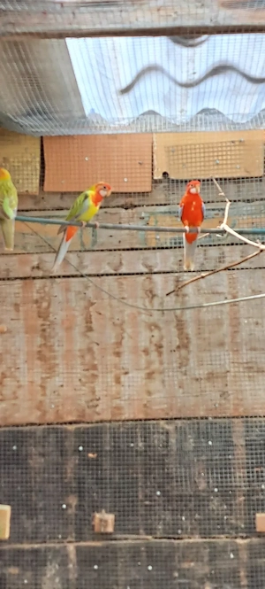 Junge Rosellas aus Freivoliere