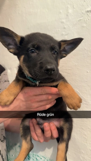 Tolle X Herder Welpen Malinois Schäferhund Belgischer Schäferhund 