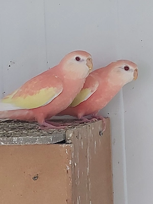 Bourkesittiche Henne Rubino - Vögel - Sittiche  Bild 3