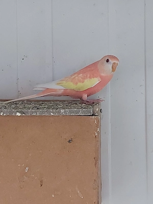 Bourkesittiche Henne Rubino - Vögel - Sittiche 