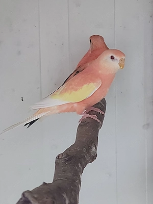 Bourkesittiche Henne Rubino - Vögel - Sittiche  Bild 4