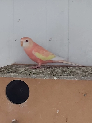 Bourkesittiche Henne Rubino - Vögel - Sittiche  Bild 5