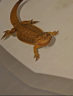 2 Bartagame ab zu geben Bild 2