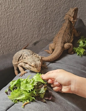 2 Bartagame ab zu geben Bild 3