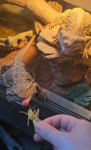 2 Bartagame ab zu geben Bild 4