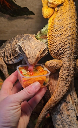 2 Bartagame ab zu geben Bild 5