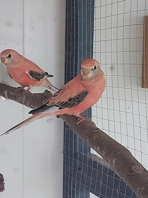 Bourkesittich Hahn Spalt Rubino - Vögel - Sittiche 