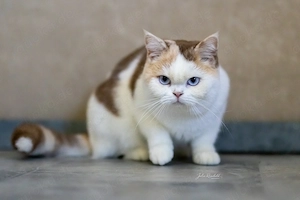 Britisch Kurzhaar Katze mit Stammbaum   Cinnamon-Creme-White Odd Eyes(Blue)