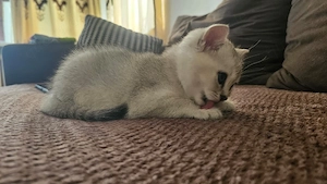 British Kurzhaar Kater