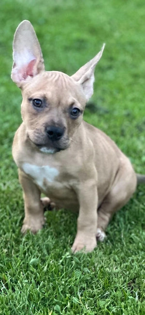 American Pocket Bully Hündin Welpe 