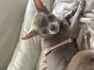 Mini Chihuahua Hündin in lilac