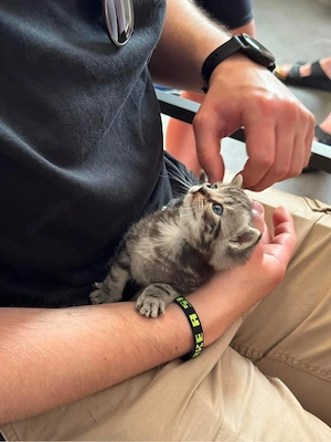 süße BKH Kitten - ein Mädchen noch frei