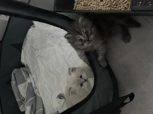 Perserkatzen mit langer Nase 