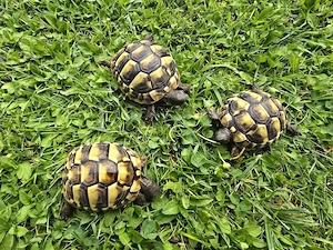 Griechische Landschildkröten aus 2025 (Nachzucht) mit CITES-Papieren zu verkaufen