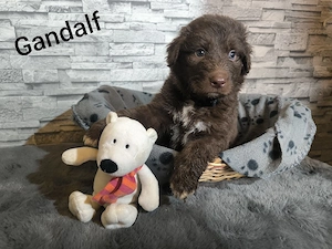 Doodle-Welpen, Aussiedoodle 