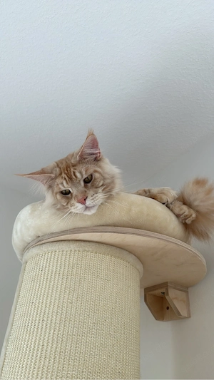 Maine-Coon-Deckkater Nacho sucht Damenbesuch   