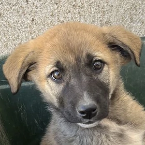 Amber, geb. ca. 02 2026, lebt in GRIECHENLAND, im städt. Tierheim Serres