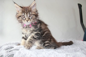 Maine Coon Kitten mit Stammbaum
