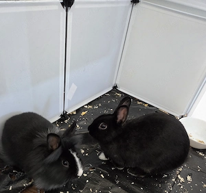 2 Zwergkaninchen abzugeben 