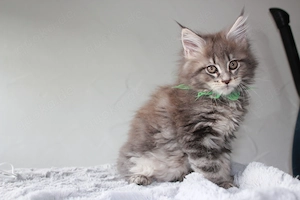 Maine Coon Kitten mit Stammbaum Bild 7