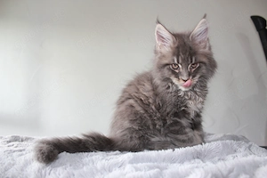 Maine Coon Kitten mit Stammbaum Bild 4