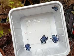 Dendrobates tinctorius Azureus