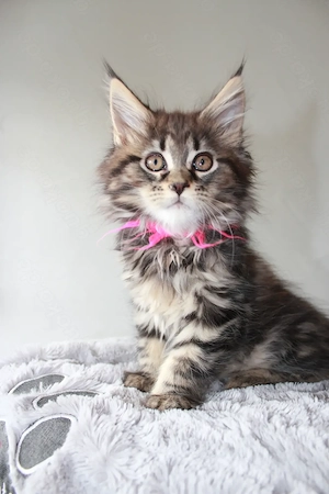 Maine Coon Kitten mit Stammbaum Bild 3
