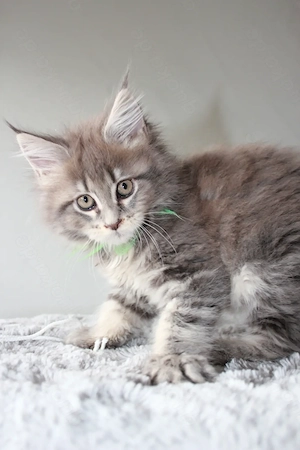 Maine Coon Kitten mit Stammbaum Bild 8