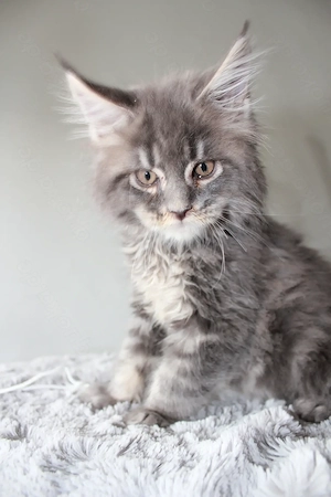 Maine Coon Kitten mit Stammbaum Bild 5