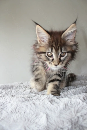 Maine Coon Kitten mit Stammbaum Bild 2