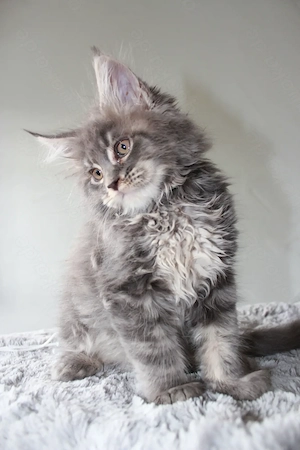 Maine Coon Kitten mit Stammbaum Bild 6