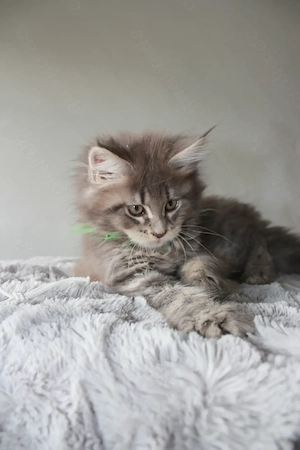 Maine Coon Kitten mit Stammbaum Bild 9