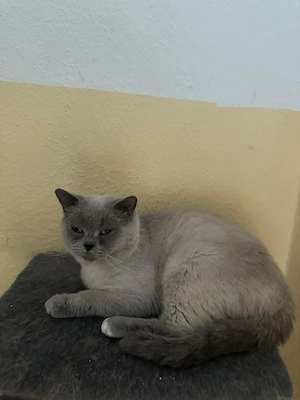 Hallo biete ein KATER  an