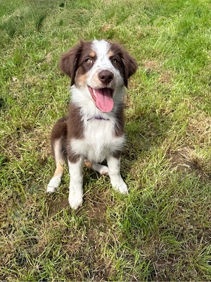 Mini Aussie Welpen