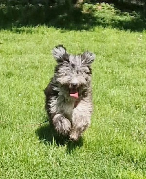       Wunderschönes Pumi-Mädchen sucht ihr Für-immer-Zuhause      Bild 3