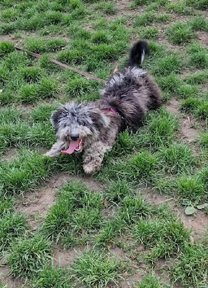       Wunderschönes Pumi-Mädchen sucht ihr Für-immer-Zuhause      Bild 4