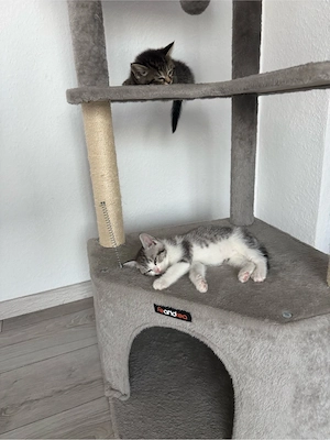 BKH Kitten und Mutter Bild 7