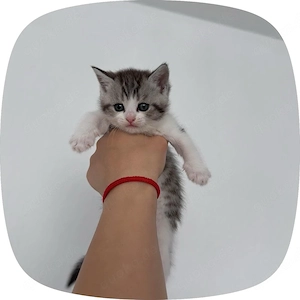 BKH Kitten und Mutter Bild 2