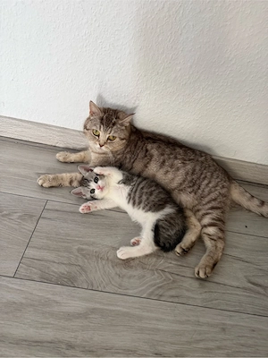 BKH Kitten und Mutter Bild 5