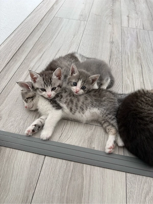 BKH Kitten und Mutter Bild 8