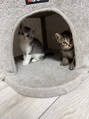 BKH Kitten und Mutter Bild 4