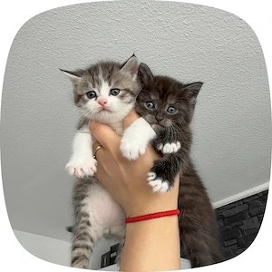 BKH Kitten und Mutter Bild 3