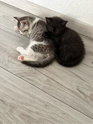 BKH Kitten und Mutter Bild 6