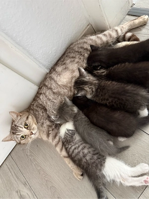 BKH Kitten und Mutter Bild 9
