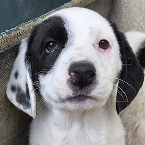 Dani, geb. ca. 02 2026, lebt in GRIECHENLAND, im städt. Tierheim Serres