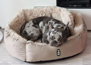 französische bulldogge  Bild 2